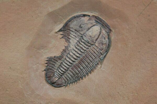 A Utaspis trilboite from Utah with a large bite mark.  Possibly left by an Anomalocaridid.